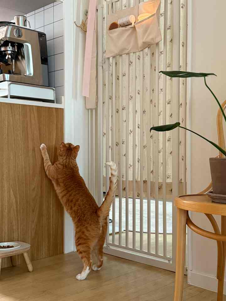 Natural wood-toned floor and white pet gate in a cat-friendly home featuring neat storage for pet supplies and an orange tabby cat