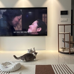 울 개나리 표정연기
개나리 표정 좀 보세요
어느세 이렇게 연기도 합니다
무슨 대사냐고용??
Tv속 대사입니다 ^^ 
#콘수프기록집 #오늘의우리집  #고양이 #고양이인테리어 #집사인테리어 #집사 #고양이집사 #냥테리어 #펫테리어 #펫가구 #반려동물 #반려동물인테리어 #먼치킨캣타워 #집사일상 #고양이터널  #다묘 #다묘집사 #숨숨집 #고양이카페트 #러그 #리튼 #거실인테리어 #거실 #85인치tv #아파트스피커 #스위치 
