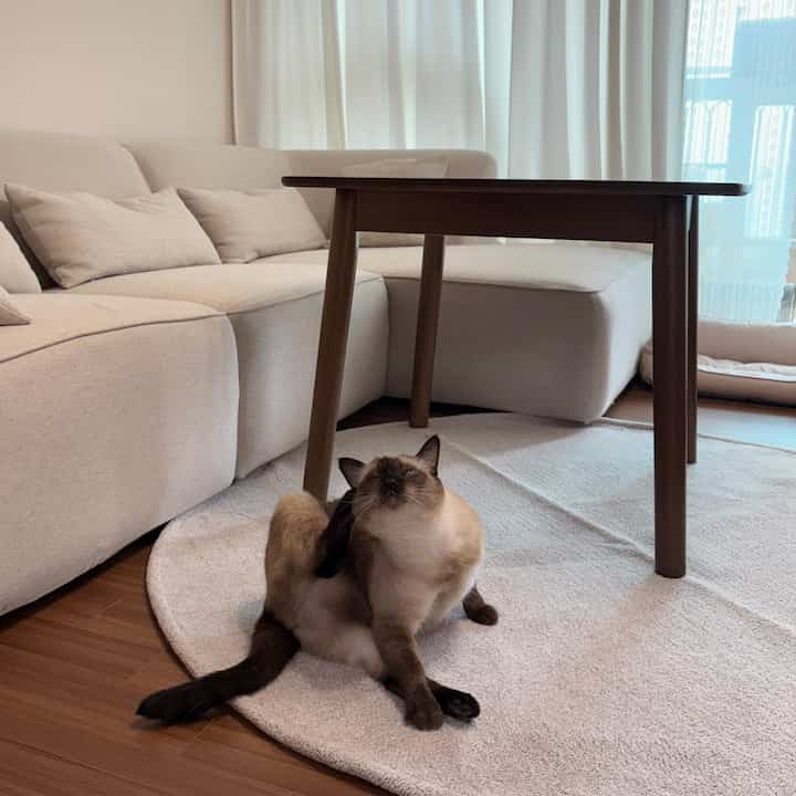 ナチュラルな色調のリビング、ベージュのソファと木製コーヒーテーブルの下に猫がいる、温かみのある空間