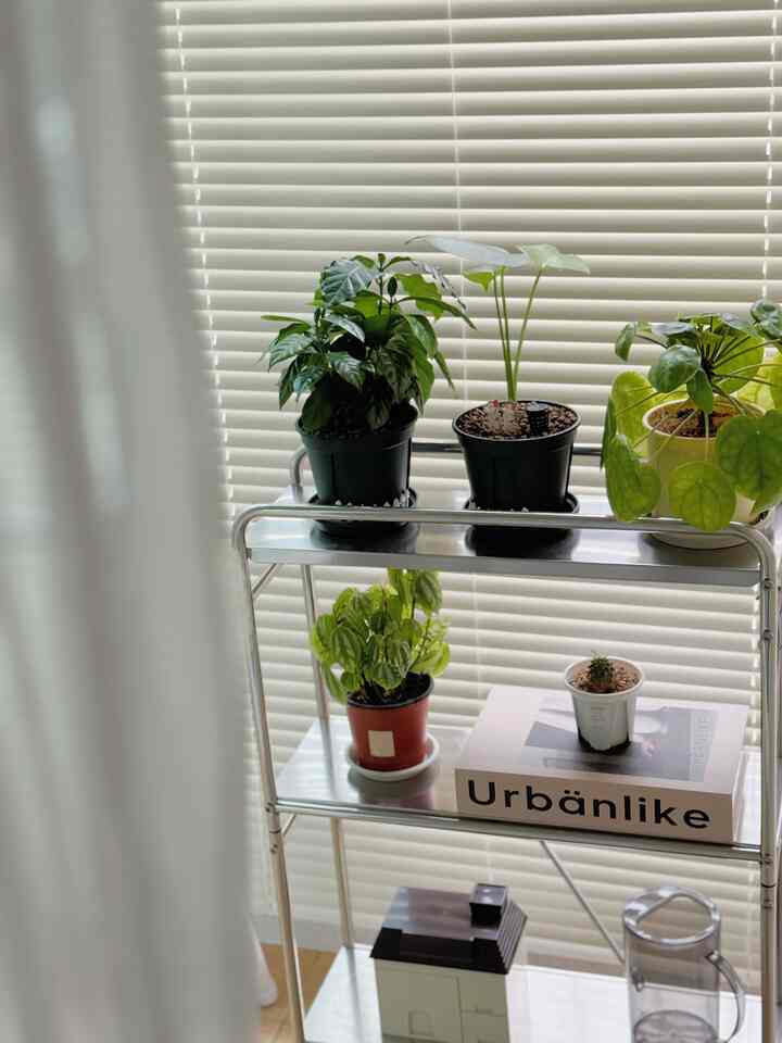 #오랫동안오집템
#Today'sGarden
#CornSoupRecord

Today's Garden, hard at work
Monstera has arrived
Hope it grows beautifully 🌱

LongtimeFollower
Stainless steel shelf with flower pots

It brings joy to home decorating 🩶

To celebrate Monstera's arrival
I've neatly organized the terrace
😊

#Today'sHome #집꾸미기 #감성홈 #취미공간 #맞팔 #집스타그램 #홈스타그램 #플랜테리어 #식집사 #테라스
#TerraceDecoration