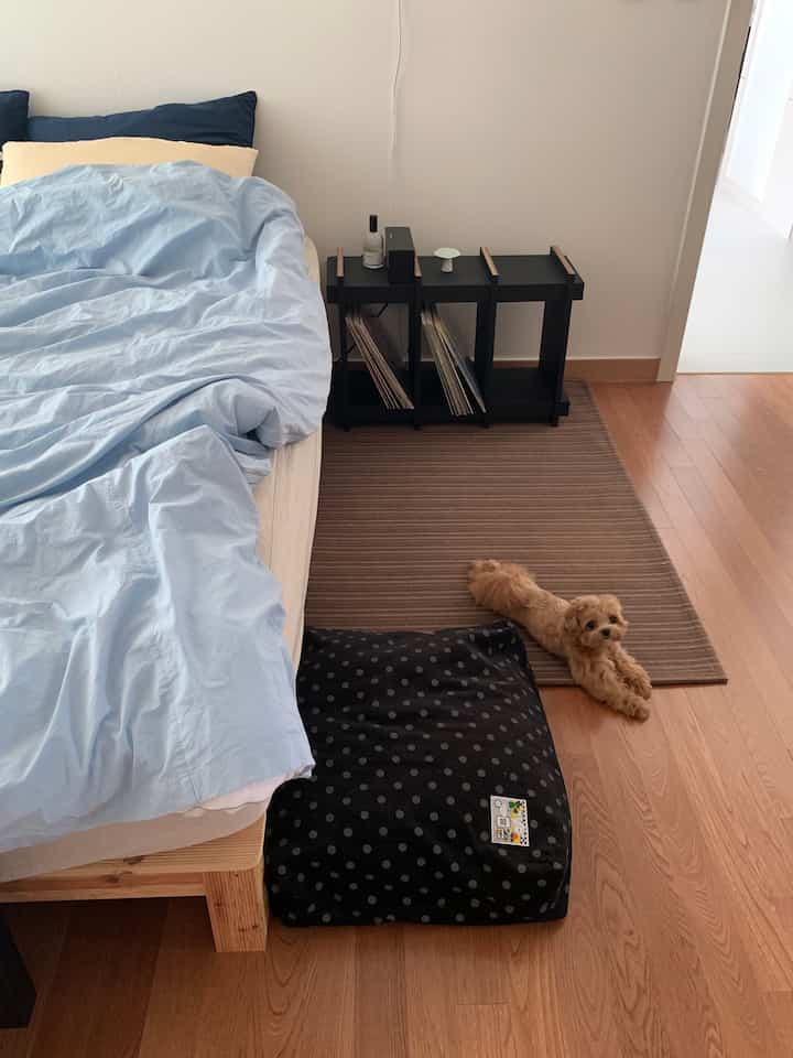 ブルーの寝具と木目調の床が調和した寝室、犬とペットベッドが配置された温かみのある空間