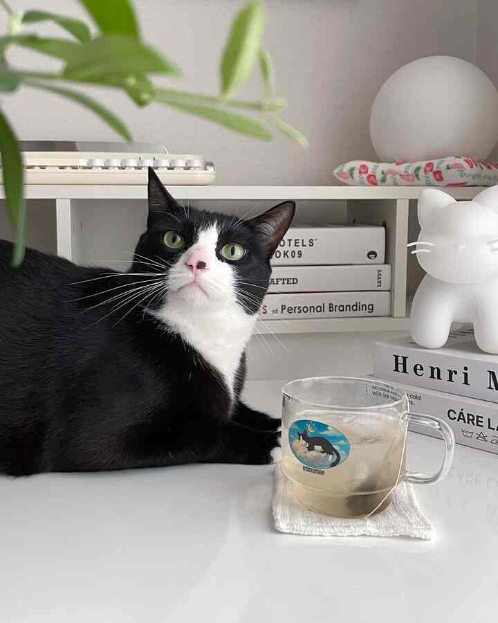 #가을방학일기 #콘수프기록집
秋には暖かいお茶を楽しんでください。  #가을     Cat #따봉둥이  #갤려리가벽   #극세사담요 