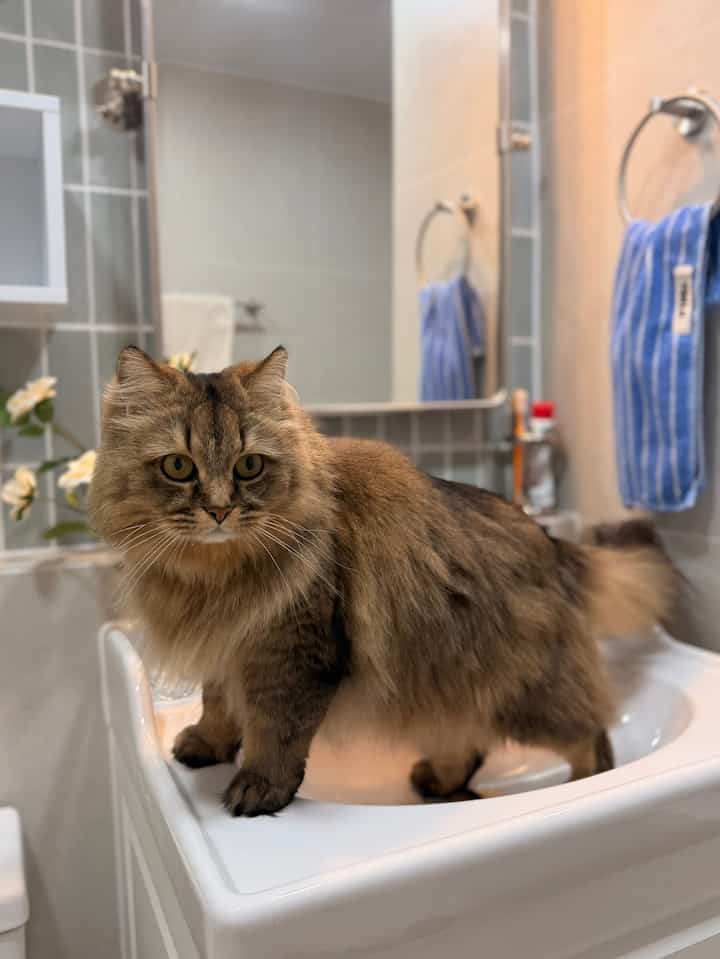 白を基調としたバスルームの洗面台に猫が乗っている、雰囲気のある空間