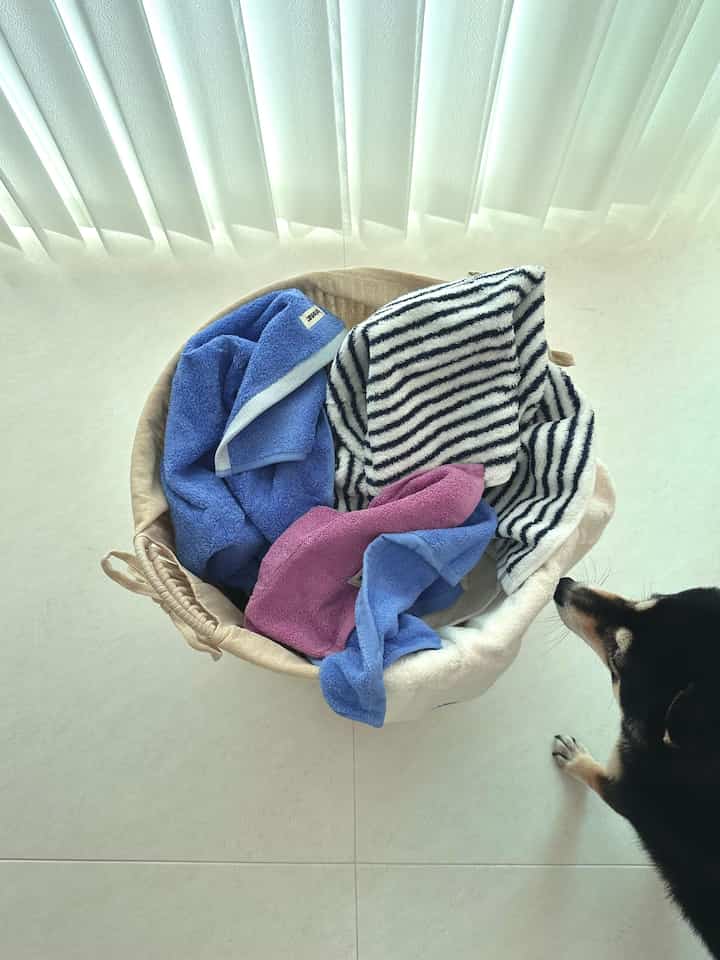 明るく白を基調とした空間に、タオルが入ったベージュのバスケットと小さな犬がいる、雰囲気のあるインテリア