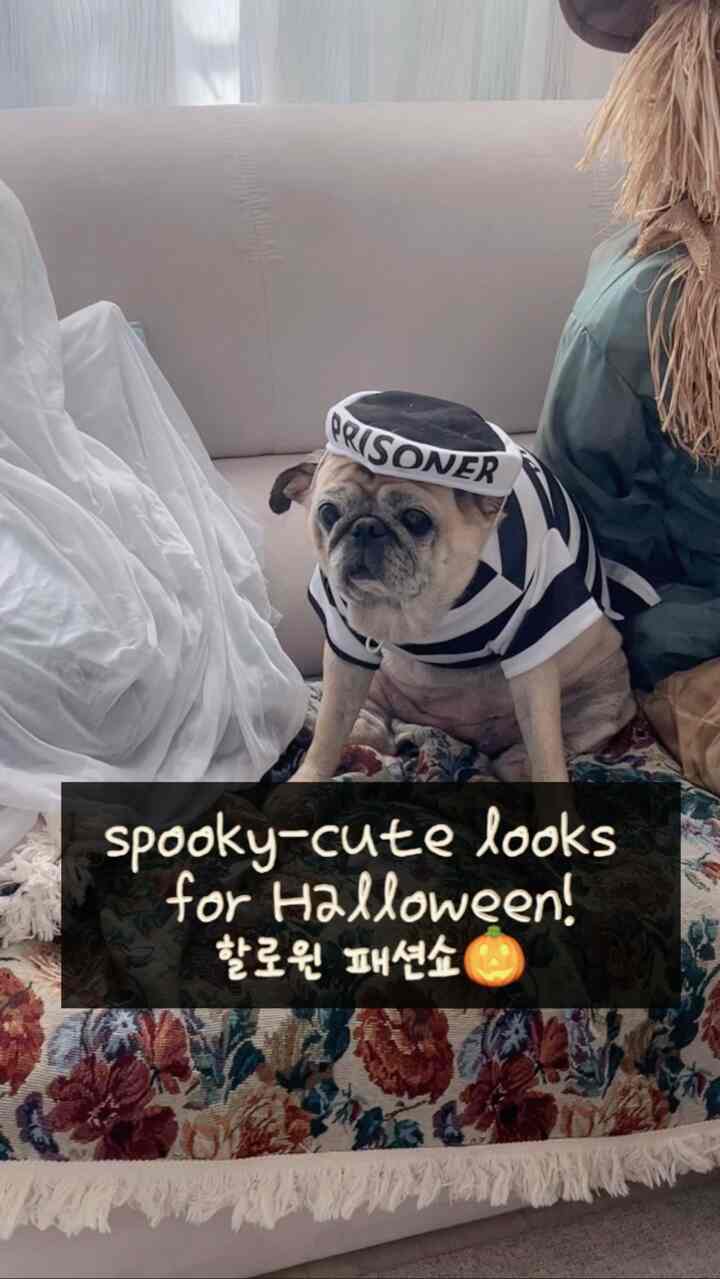 #コンスープフィルム3 #ハロウィン🎃

1番はチャッキーコスチュームなのに手にナイフが落ちて
手ぶらを持っているチャキラルスです。

もっとコスチュームがあります。 
一度今日はこれだけ着てみました🤣

チャッキー、囚人、魔女、カボチャ、幽霊、パリジアンスーパーマン 
私たちのラルシンと最もよく似合うコスチュームは何ですか
🫶🏻🫶🏻🫶🏻🫶🏻


#ハロウィンパーティー 