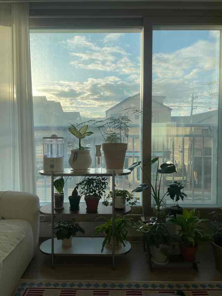 #오랫동안오집템 


新婚ハウス入ってから使用した3段棚🤎
真ん中に木が入り、もっときれいです。

私は植物の棚に使っています！
今朝撮った写真ですが、雲さえきれいです🌤️


#コンスープ記録集 #식물선반대 #3단선반 #선반장 #식물선반 #미드센츄리모던 #가습기 #식물가습기 