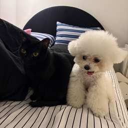 #반려동물 흑돌과 백돌같은 우리집 댕냥이
ㅋㅋㅋ 너희 뭐하니? 
묘하게 웃긴 장면을 포착해버렸다🤍🖤
#맞팔 #맞팔환영 #맞팔해요 #강아지 #고양이 #강아지와함께사는집 #고양이가있는집 #침실인테리어 #헬로우슬립이불 #픽켄드이불 #다나침대 #라이마스조명 #마농 #화이트인테리어 #화이트앤블랙인테리어 #댕냥이 