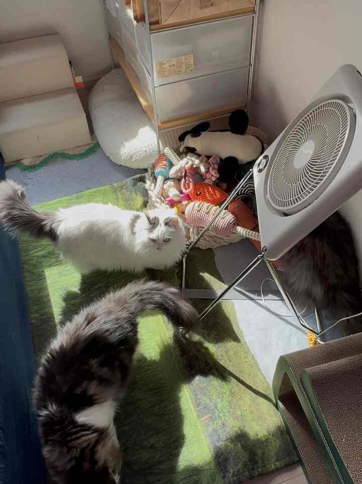 セマリ 
構造を変えると気に入る

#猫
#猫のインテリア  
#猫の家 
#ラグ 
#無印良品 
#sus