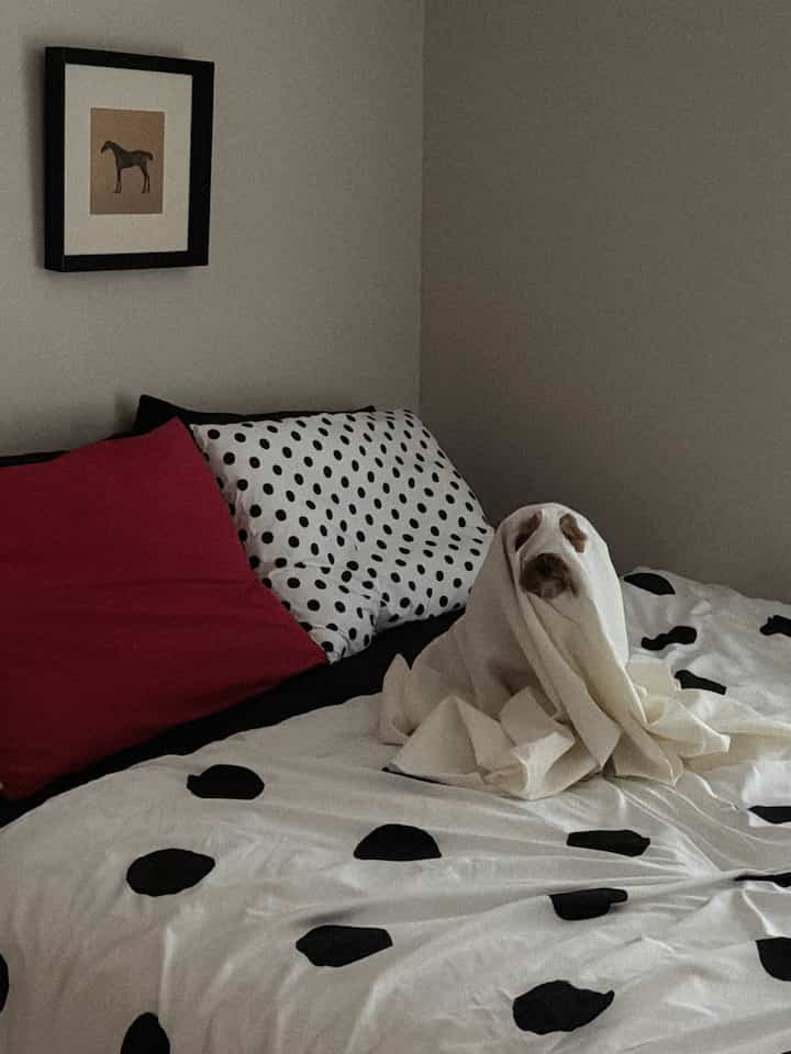 白と黒の水玉模様の掛け布団カバーがある寝室、毛布に包まれた犬がベッドに座っている、落ち着いた雰囲気のあるインテリア