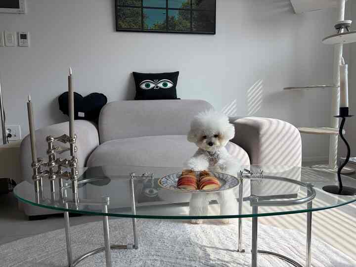 白と黒のトーンのリビング、中央にベージュのソファと透明なガラスのコーヒーテーブルがあり、白い犬が座っているモダンな空間