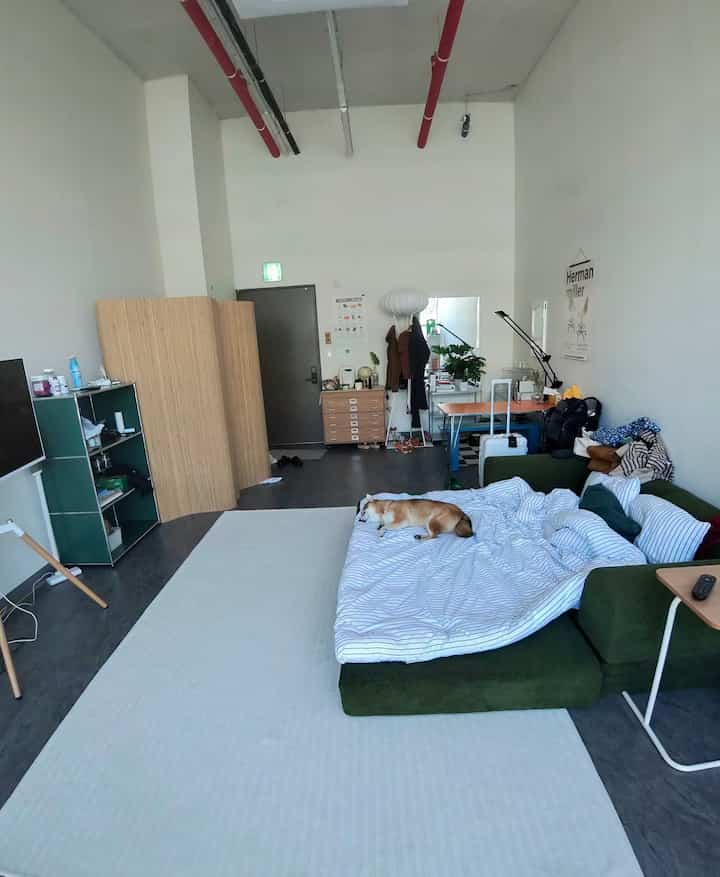 白い壁と木目調の収納、グリーンのソファベッドが配置されたナチュラルモダンなホームオフィスで、ペットの犬が安らかに横たわっているインテリア