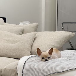 우리 집 소파 요정, 첫째 코코! 🧚‍♀️🐶
햇살 맛집 우리 집 거실에서 
꿀잠 준비 중인 코코의 평화로운 오후. 😴💖
세상 편안한 표정 좀 보세요... 🫶
메리는 이름은 어디 갔나? 👀
#판댕홈 #댕댕이하우스 #구축인테리어 #카시트
