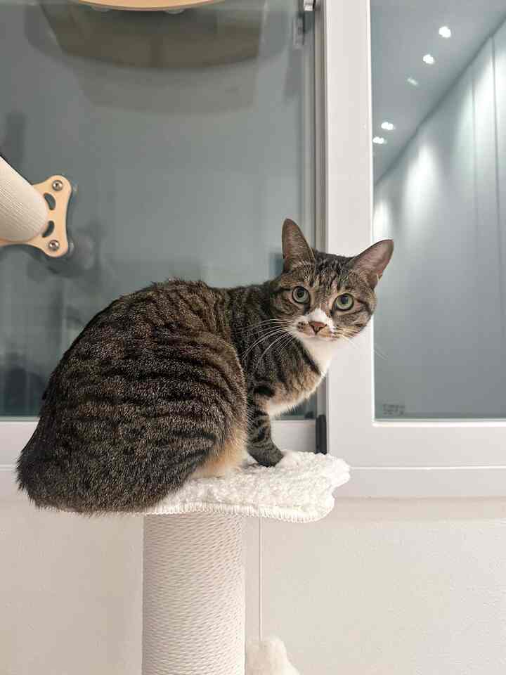 白を基調とした狭い部屋に、窓際に設置された爪とぎの上に座る猫がいる、落ち着いた雰囲気のあるインテリア