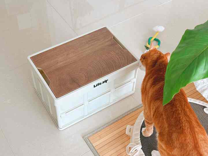 ナチュラルなトーンの床に白い収納ボックスと茶トラの猫、キャットトイが配置された雰囲気のある空間