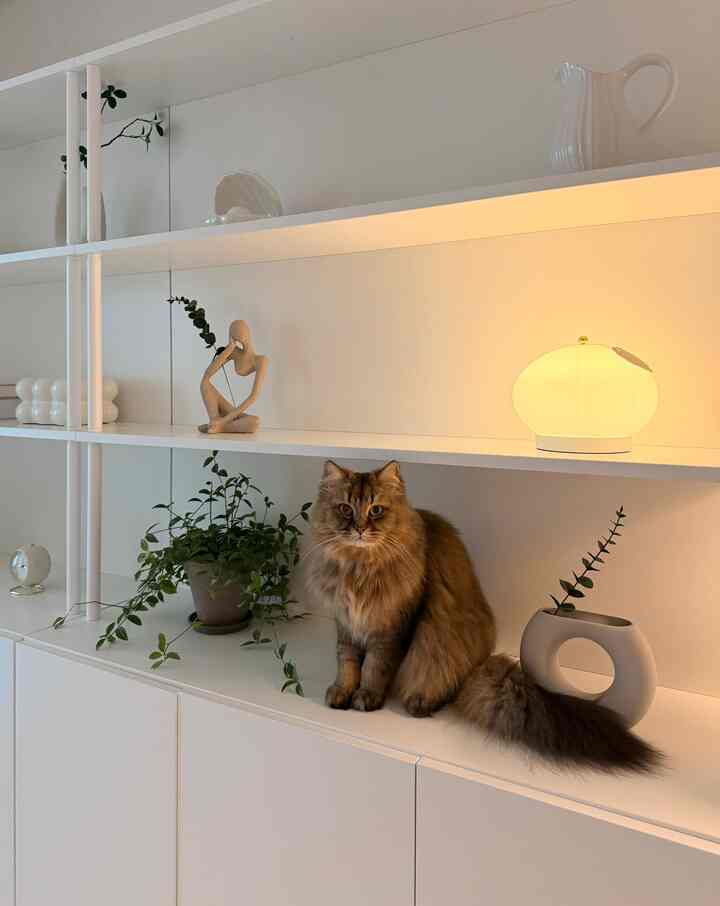 白を基調とした棚に猫と照明、植物、オブジェが配置されたモダンでシンプルな雰囲気のインテリア