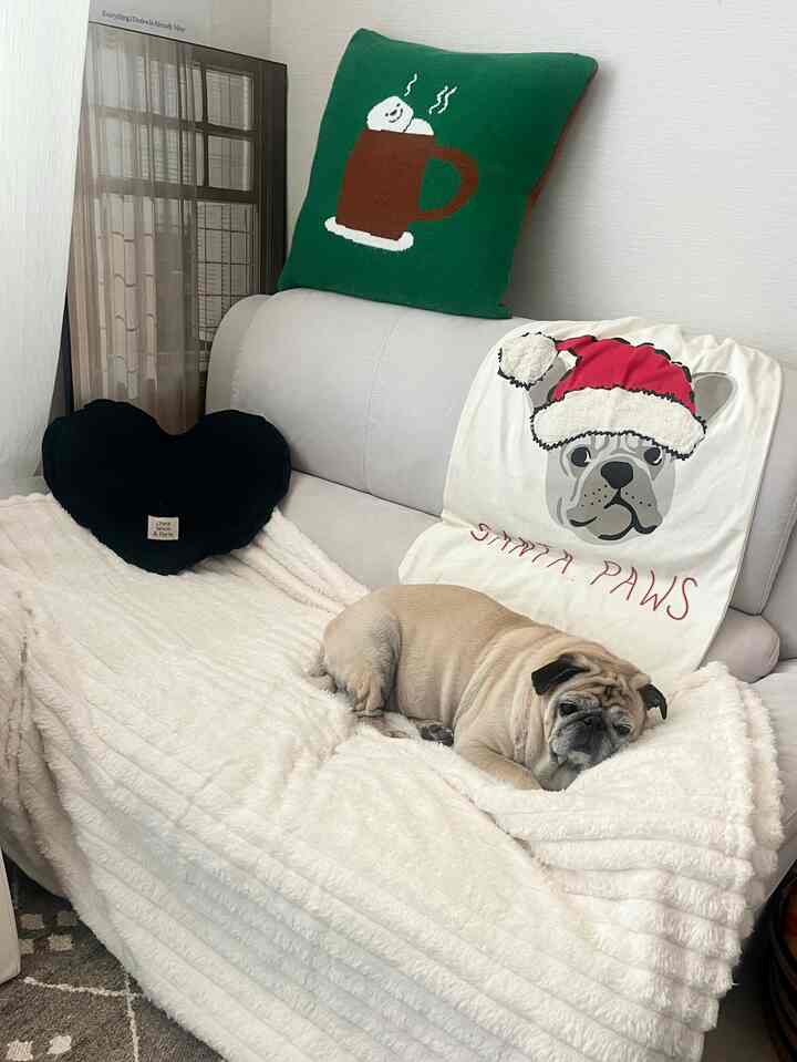 ベージュのナチュラルトーンのリビング、ソファに犬とクッション、暖かいブランケットが配置された雰囲気のあるインテリア