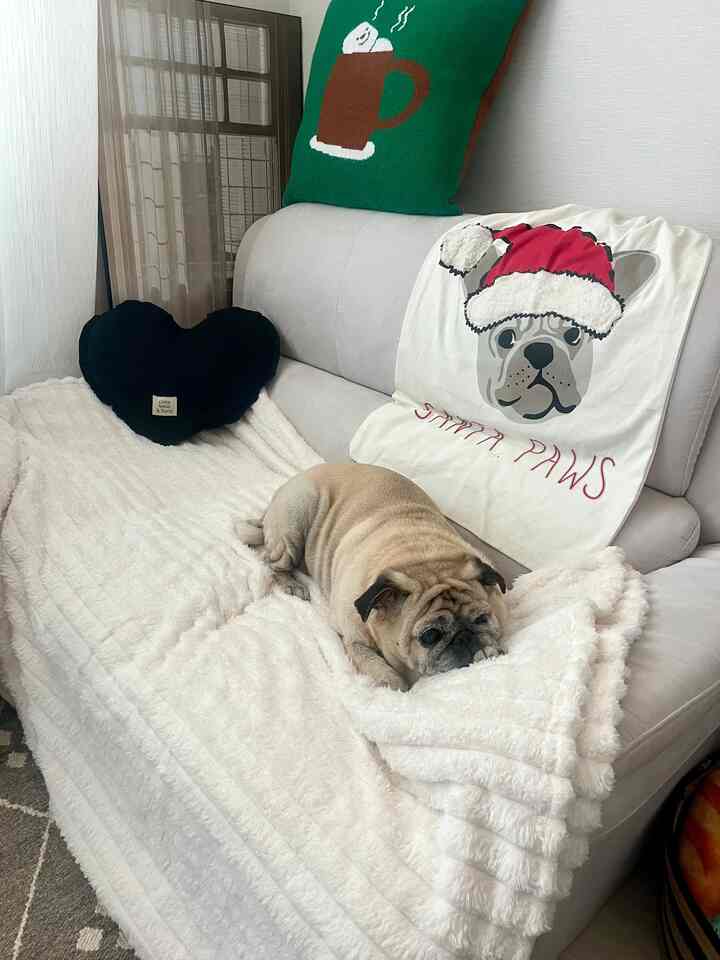ホワイトのブランケットとベージュのソファの上に犬が寝そべるナチュラルな雰囲気のリビング