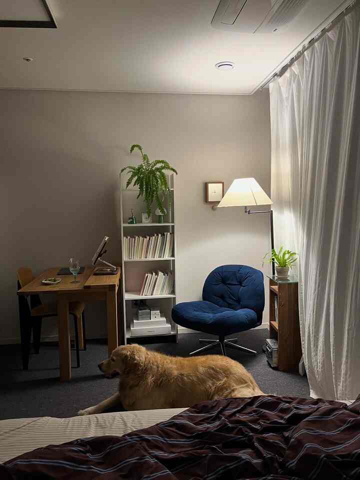 ブラウンの木製家具と青いアームチェア、白いカーテンがある暖かい印象のリビング、犬が床でくつろいでいる