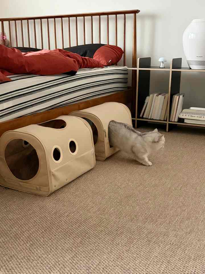 ベージュのカーペットと木目調のベッドが配置された寝室、猫とキャットトンネルのある落ち着いた空間