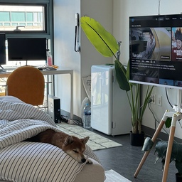 소파베드 진짜 잘 쓰는 법 🛋️✨ 
+ 하치의 최애 공간까지 🐶💚
리빙룸 → 베드룸 → 휴식존까지 다 가능😎
#소파베드 #원룸인테리어 #작은집꾸미기 #원룸데코 
#오피스텔인테리어 #홈스타그램 #집꾸미기 #아늑한집
#하치그램 #반려견과함께 #반려생활 #livingroomdecor
#interiorinspo #tinyhomeideas #cozyhomevibes
#10평인테리어 #소파추천 #룸투어 #홈카페인테리어
#예쁜템최고야 #콘수프필름