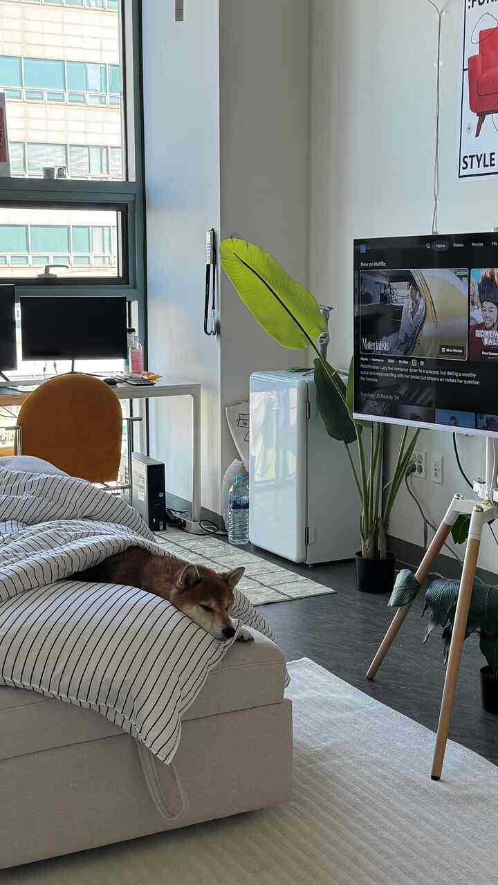 ソファベッドは本当によく書く方法🛋️✨ 
+ハチの最愛空間まで🐶💚

リビングルーム→ベッドルーム→休憩ゾーンまで全部可能です😎

＃ソファベッド＃ワンルームインテリア＃小さな家の装飾＃ワンルームデコ 
＃オフィスインテリア＃ホームスターグラム＃家の装飾＃居心地の良い家
＃ハチグラム＃ペットナッツ＃ペットライフ＃livingroomdecor
#interiorinspo #tinyhomeideas #cozyhomevibes
#10平インテリア #ソファおすすめ #ルームツアー #ホームカフェインテリア
＃かわいいテム最高です＃コンスープフィルム