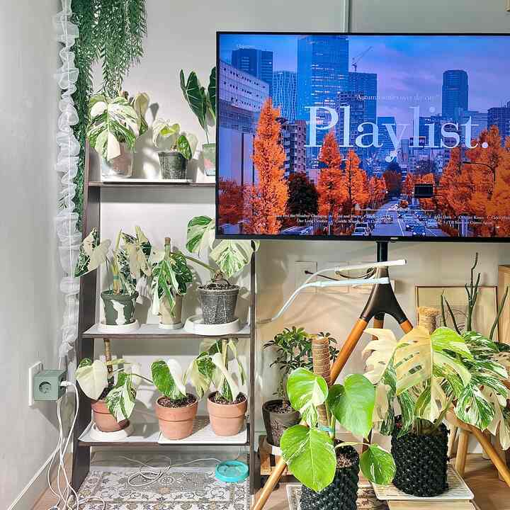 白と木目調が調和した狭い部屋の玄関またはコーナーに植物とイーゼル型テレビ台が配置されたナチュラルなインテリア