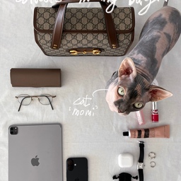 whats in my bag
가방 속 아이템들 소개하기 .ᐟ
집순이 외출 시 들고나가는 모음집입니당 👜⎝㋡
#왓츠인마미백 #인마이백 #whatsinmybag #inmybag #가방정리 #가방속 #고양이 #고양이가사는집 #cat 