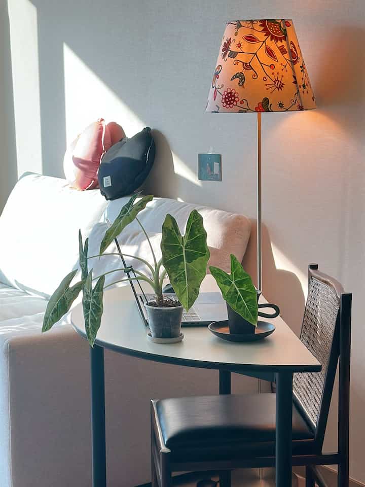 Maybe because it's winter, the sunlight has been shining for longer!_!

So today, I couldn't resist and diligently took photos.

I couldn't miss the sunshine ♡

#Iraenesweethome #집꾸미기 #홈인테리어
#Livingroomdecoration #거실인테리어 #거실스타일링
#Livingroomsofa #거실인테리어소품 #식물인테리어
#Foodbutler #식집사일상 #식집사성장기

#Today'sHome #오늘장면한컷 #집에서제일바빠
#CornSoup #콘수프기록 #콘수프기록
#HomeSweetHome #식물키우기 #희귀식물

#PatternedFriedeck #빈티지인테리어 #빈티지무드