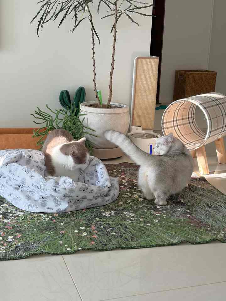 ナチュラルな色調のリビングルーム、2匹の猫と花柄のラグ、植物、チェック柄のキャットトンネルが配置された雰囲気のある空間