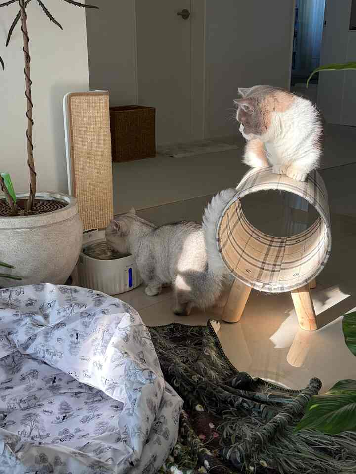 白と茶色の色調の室内、2匹の猫とキャットトンネル、爪とぎが配置された温かみのあるペットスペース