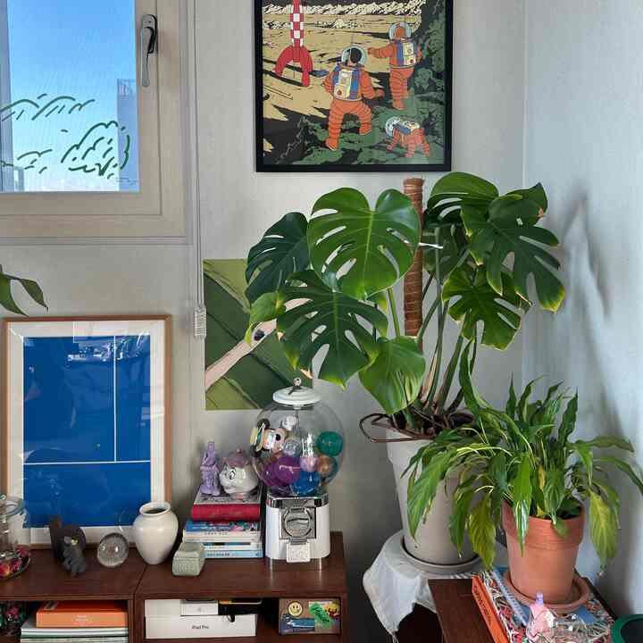 白い壁と茶色の本棚があるコンパクトな部屋の一角、大きな緑の植物と複数の額装アートが配置された雰囲気のあるナチュラルな空間