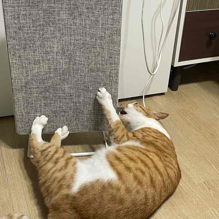 白と茶色の床が特徴の部屋で、オレンジと白の猫が爪とぎをしているペット向けの空間