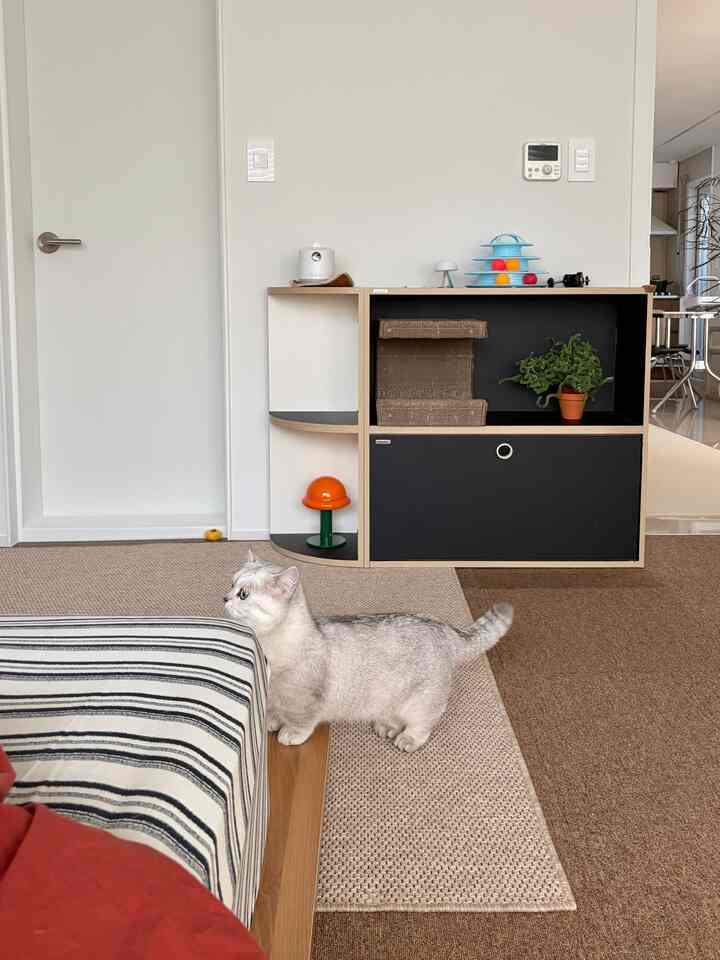 白い壁とベージュのラグがあるリビング、猫と爪とぎが配置されたナチュラルモダンなインテリア