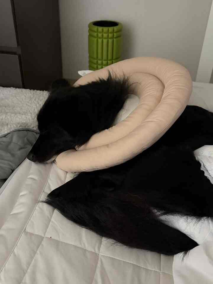 ナチュラルトーンの寝室、ベージュのネックピローをつけた黒い犬が白いキルティングのベッドで眠っている雰囲気のあるインテリア