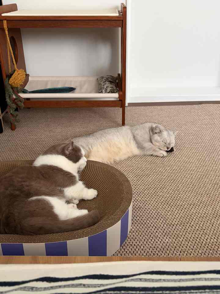 ナチュラルカラーの寝室、木製ベッドとラグの上で休む2匹の猫がいる雰囲気のあるインテリア