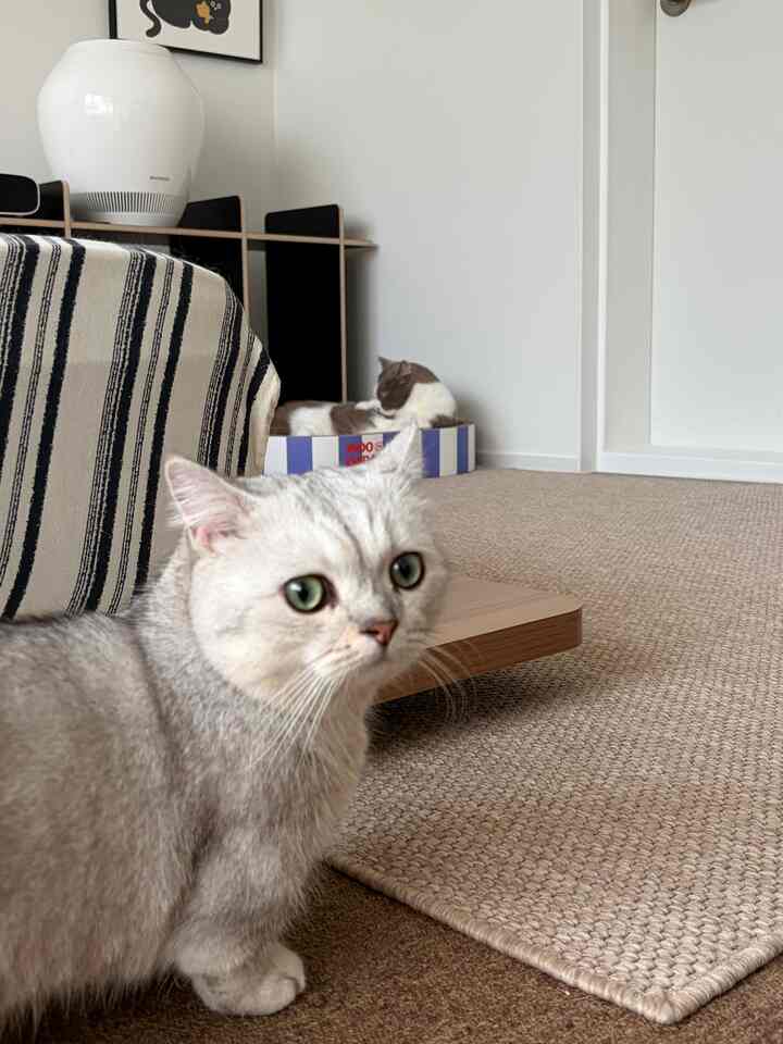 ナチュラルカラーとホワイトのトーンの寝室、低いベッドと猫の爪とぎが配置された落ち着いたインテリア