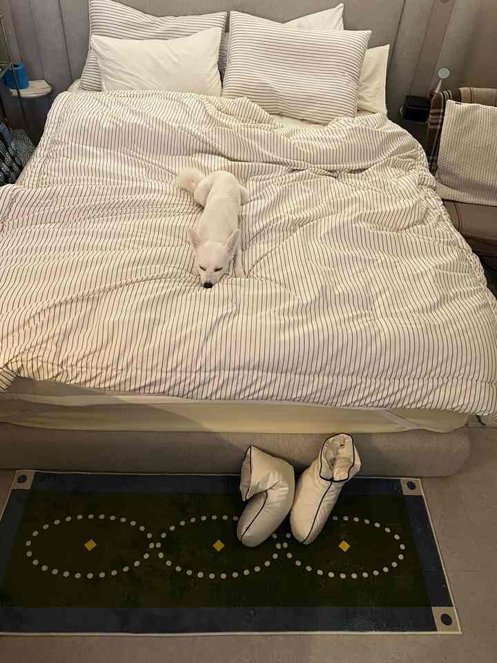 ナチュラルな色調の寝室、中央にストライプ柄のベッドと白い犬が寝ており、床には緑色の模様のラグがある落ち着いた空間