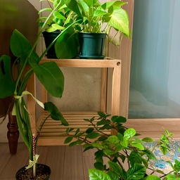 #콘수프기록집 #예쁜템최고야 #DIY템
식물을 키우고 있는 거실입니다 :)🌳
초록이들이 옹기종기 모여있어 마치 만남의 광장같은 느낌을 주는 거실의 구석자리 ㅎㅎ
그 곳의 터줏대감 같은 #원목협탁 이 상주하고 있답니다! 쓴지 거의 7년이 되어가고 있고 여전히 튼튼하고 자리차지도 크게 안해서 활용도 다양하게 하면서 쓰는중이에요👍👍
직접 조립해 쓰는 제품이라 가격도 저렴하고 만드는것도 30분안에 끝나서 가성비템이에요!
#우드가구 #조립가구 #협탁 #원목가구 #빈티지 #빈티지템 #빈티지인테리어 #빈티지소품 #거실 #거실인테리어 #거실꾸미기 #식집사 #초보식집사 #초보식물집사 #맞팔 #가성비템 #가성비갑 #실용템 #실용인테리어 #diy #diy가구 #diy만들기 #홈테리어 #홈스타일링 #셀프인테리어