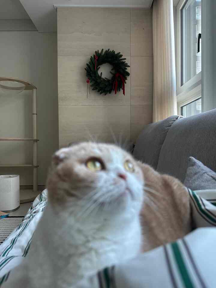 #今日からクリスマス #3日目記録 
金曜日だから気分がいいです💚ガートは私の配位に上がって休憩を取っています。
クリスマスリースビュー🎄💚
＃グリミット製品なのにデコまで綺麗に仕上がったまま来てとてもいいと思います！電池で動作する 
先接続も必要なく！とても満足しています♥️
＃トリオナメントで少しデコだけ追加しました💌

＃クリスマス＃クリスマスリース＃リース＃クリスマス小道具＃クリスマスデコ＃クリスマス装飾＃クリスマスインテリア＃クリスマス準備＃リビングインテリア 