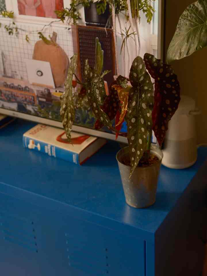 loving my new bugonia 💚😆

#plantinterior #greeninterior #plants