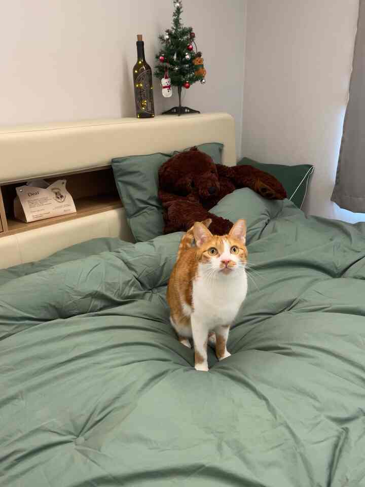 木目調とナチュラルグリーンの寝室、猫とクリスマスツリーが配置された雰囲気のある空間