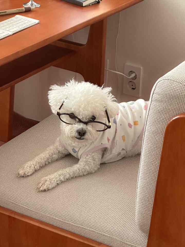 ナチュラルな色調のデスクと椅子、椅子の上にはメガネをかけた小さな白い犬がくつろいでいる雰囲気のあるインテリア