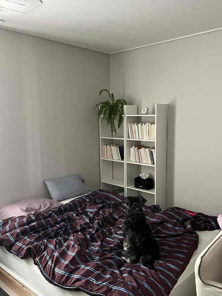 落ち着いたナチュラルカラーの壁がある寝室、中央にベッドとストライプの掛け布団、犬がくつろいで座っている印象的な空間