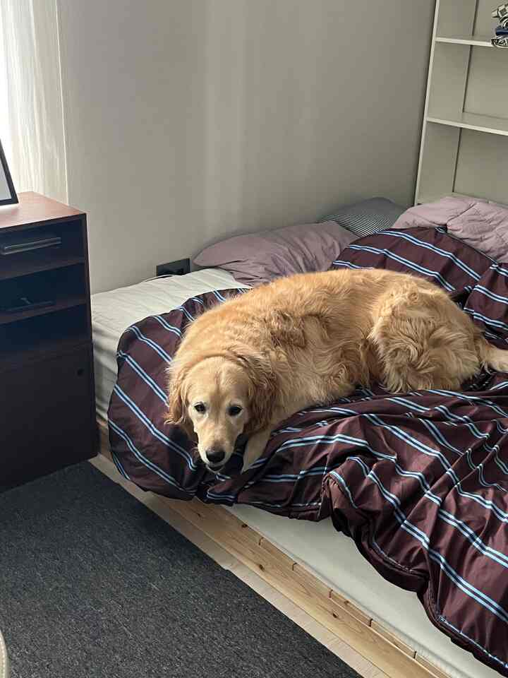 明るい木目調と白い壁が特徴の寝室で、ベージュと茶色の寝具の上にゴールデンレトリバーが横たわっている雰囲気のあるインテリア