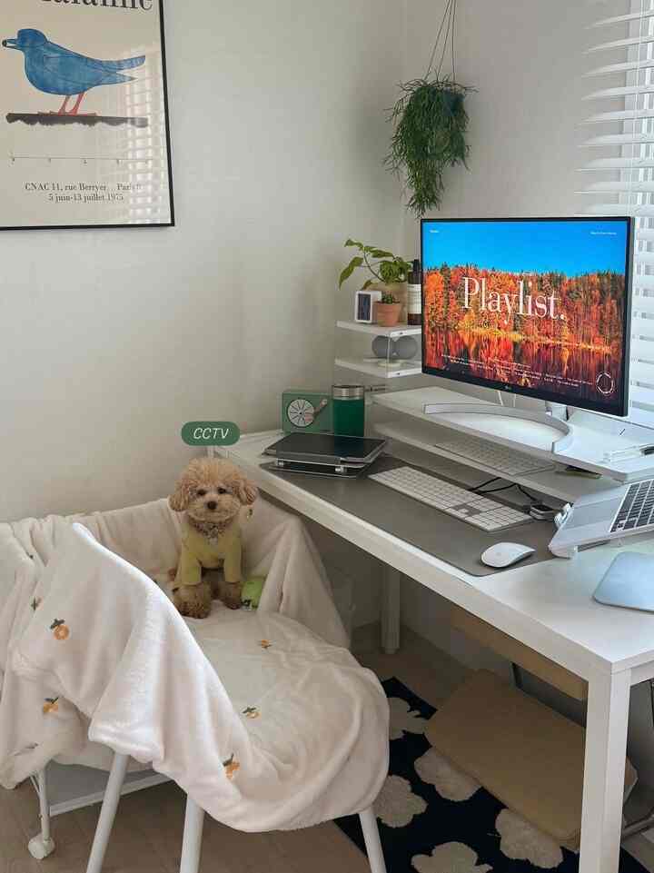White and natural tones home office space featuring a cozy pet bed with a small dog, creating a warm and functional workspace