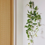 흰 벽이 너무 비어 보여서 초록 식물 하나로 분위기만 살짝 바꿔봤어요 🌿 크게 손대지 않아도 공간 느낌은 충분히달라지더라구요. 집은 이렇게 조금씩 채워가는 게 제일 좋은 것 같아요! :) 

#흰벽인테리어 #식물인테리어 #벽꾸미기
#미니멀인테리어 #집꾸미기 #신혼집인테리어

