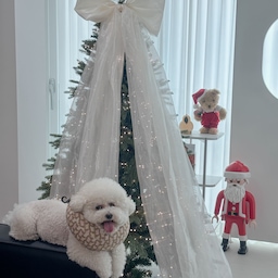 하루엄마님 집에서 만났던 대형리본이 예쁜 트리🎄
저희집도 내년엔 크리스마스 분위기 가능할까요? 
일단 올해는 망한것 같습니다 😭
넘 귀여웠던 강아지 3마리와 도마뱀 친구들까지 만날 수 있어 더 좋았던 공간🎁
플레이모빌 산타, 귀여운 곰돌이 인형과 블랙&화이트 인테리어까지 오늘의집 그자체였어요👍🥂
#콘수프기록집 #예쁜템최고야 
#아무트리챌린지 #대형트리 #거실인테리어 #거실꾸미기 #크리스마스트리 #크리스마스리스 #블랙앤화이트인테리어 #가벽인테리어 #트리리본 #트리왕리본 #러블리인테리어 