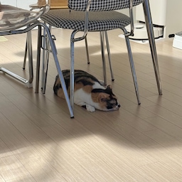 💡베이지색 주방과…고양이🐈🐈‍⬛🍪
늘 그렇듯 공교롭게도, 카오스냥이 울집 둘째도 저희집 인테리어와 잘 어울려요(?)ㅎㅎ
저 아래가 따뜻해서 그런지 겨울철만 되면 식탁 밑으로 다들 모이더라고요.
냥이들의 또 다른 휴식공간, 세라믹 식탁 아래랍니다:)
알록달록 눈이 즐거운 체커보드 의자! 볼때마다 아주 잘 샀다 만족중이에요><
#콘수프기록집 #예쁜템최고야 #고양이가있는집 #식탁조명 #식탁추천 #식탁의자 #의자추천 #주방인테리어 #주방디자인 #주방디테일 #식탁인테리어 #식탁꾸미기 #주방구미기 #주방조명 