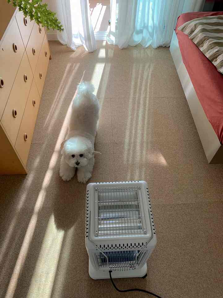 暖かいブラウンの色調の小さな寝室、白い犬と電気ヒーターが床に配置された雰囲気のあるインテリア