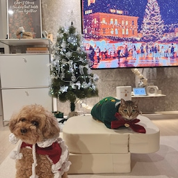 #콘수프기록집 #오늘의우리집 
💬 벌써 크리스마스 이브가 찾아왔네요! ๑·̑◡･̑๑🎄🎅🏻🎁
저는 매년 크리스마스에 애들 사진을 찍어서 남기고 있어요ㅎㅎ 올해도 너무나도 예쁘고 소중한 추억 사진을 남겼네요! 
둘 다 자다 일어나서 쪼금 뚜~~웅하지만..🥹
정말루 귀염둥이들이죠?..ෆ🧸👑🫶🏻
오친님들도 모두 해피 크리스마스 보내시길!!🐾
♡。·˚˚·  ·˚˚·。❤️Merry Christmas❤️。·˚˚·  ·˚˚·。♡
#해피크리스마스 #반려동물과함께사는집 #일상 #크리스마스트리 #merrychristmas #반려견 #반려묘 #펫테리어 #강아지계단 #크리스마스파티 #맞팔 #소통환영 #선팔맞팔 #크리스마스인테리어 #맞팔환영 #댕냥이겨울나기 